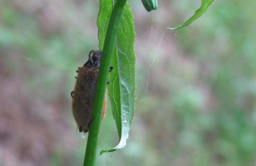 Enoplognatha ovata che ha catturato Laghria hirta